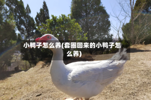 小鸭子怎么养(套圈回来的小鸭子怎么养)
