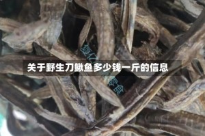 关于野生刀鳅鱼多少钱一斤的信息