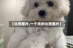 【比熊图片,一个月的比熊图片】