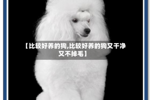 【比较好养的狗,比较好养的狗又干净又不掉毛】