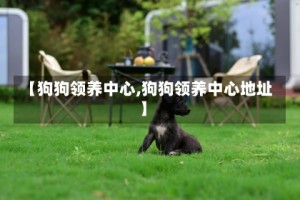 【狗狗领养中心,狗狗领养中心地址】