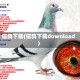 信鸽下载(信鸽下载download)
