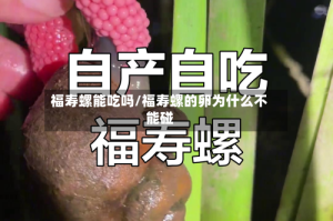 福寿螺能吃吗/福寿螺的卵为什么不能碰