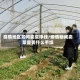 疫情地区如何卖菜挣钱/疫情期间卖菜需要什么手续