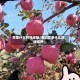 苹果什么时候成熟/洛川苹果什么时候成熟