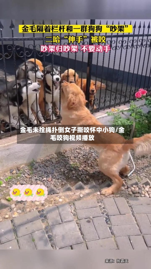 金毛未拴绳扑倒女子撕咬怀中小狗/金毛咬狗视频播放-第1张图片