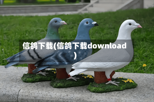 信鸽下载(信鸽下载download)-第2张图片