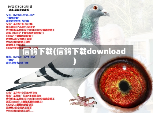 信鸽下载(信鸽下载download)-第1张图片