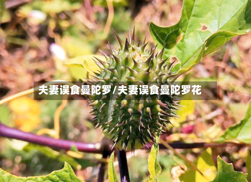 夫妻误食曼陀罗/夫妻误食曼陀罗花-第1张图片