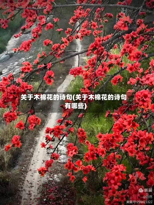 关于木棉花的诗句(关于木棉花的诗句有哪些)-第1张图片