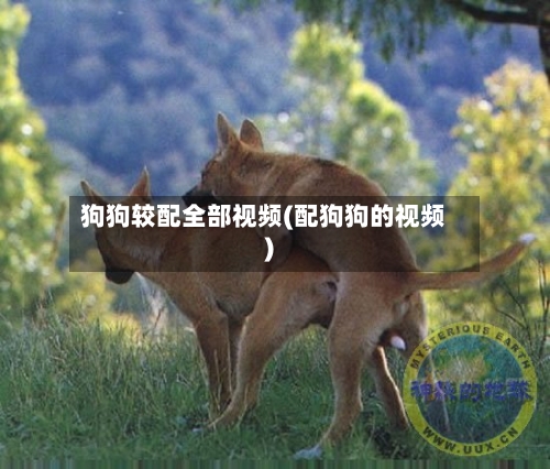 狗狗较配全部视频(配狗狗的视频)-第2张图片