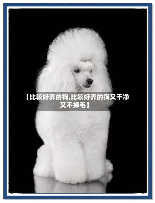 【比较好养的狗,比较好养的狗又干净又不掉毛】-第1张图片