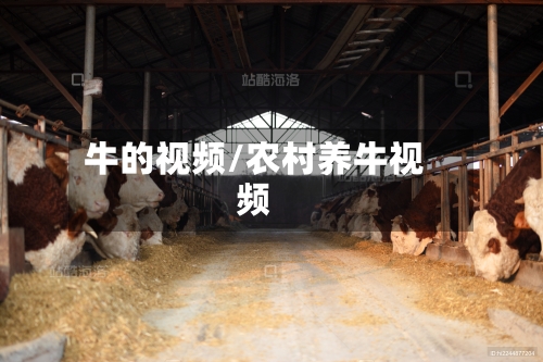 牛的视频/农村养牛视频-第1张图片