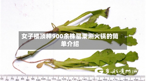 女子楼顶种900余株罂粟涮火锅的简单介绍-第1张图片