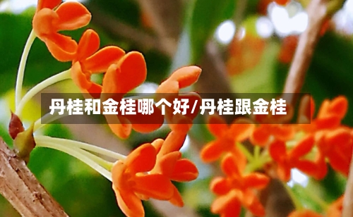 丹桂和金桂哪个好/丹桂跟金桂-第1张图片