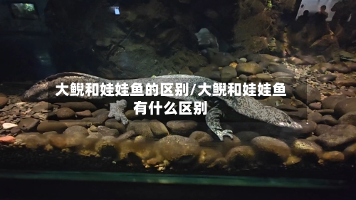 大鲵和娃娃鱼的区别/大鲵和娃娃鱼有什么区别-第2张图片