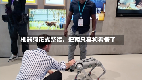 机器狗花式整活	，把两只真狗看懵了-第1张图片