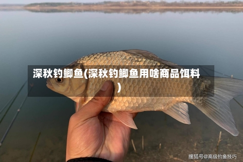 深秋钓鲫鱼(深秋钓鲫鱼用啥商品饵料)-第1张图片