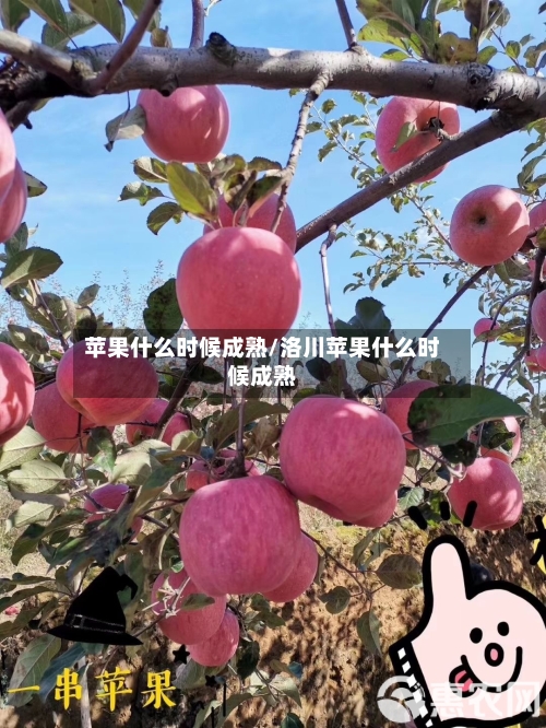 苹果什么时候成熟/洛川苹果什么时候成熟-第1张图片