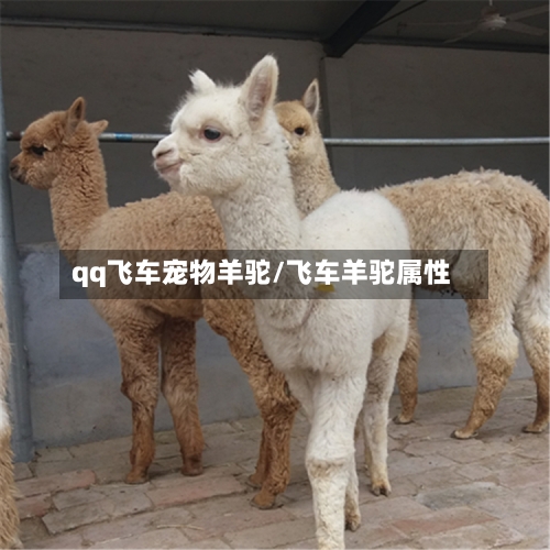 qq飞车宠物羊驼/飞车羊驼属性-第3张图片