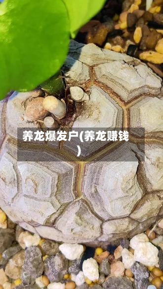养龙爆发户(养龙赚钱)-第1张图片