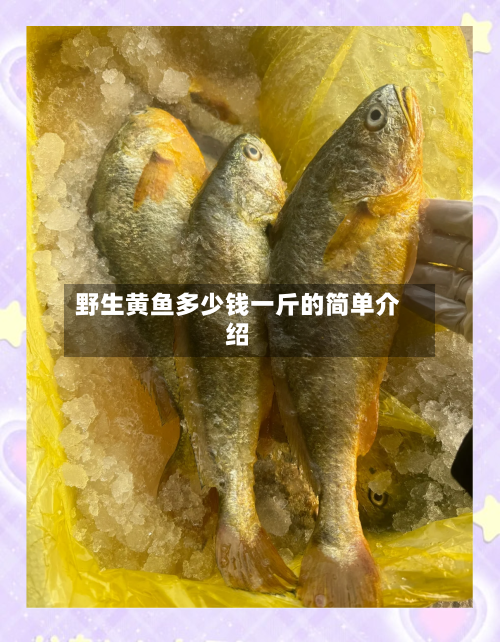 野生黄鱼多少钱一斤的简单介绍-第2张图片