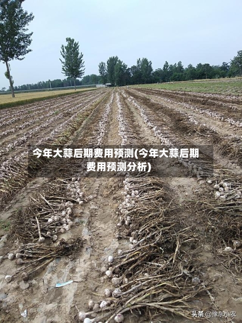今年大蒜后期费用预测(今年大蒜后期费用预测分析)-第3张图片