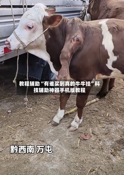 教程辅助“有谁买到真的牛牛挂	”科技辅助神器手机版教程-第2张图片