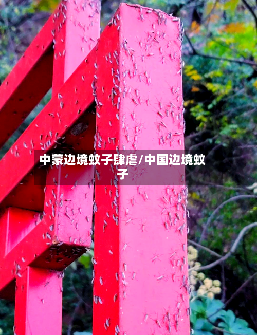 中蒙边境蚊子肆虐/中国边境蚊子-第1张图片