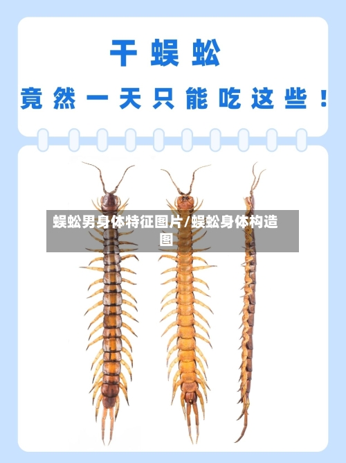 蜈蚣男身体特征图片/蜈蚣身体构造图-第1张图片