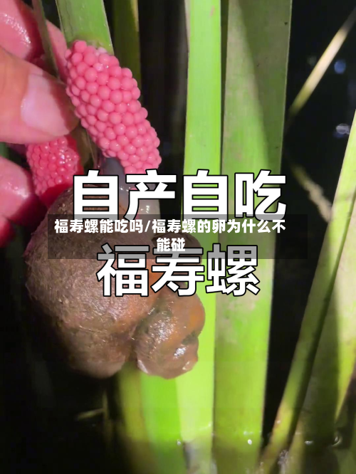 福寿螺能吃吗/福寿螺的卵为什么不能碰-第1张图片
