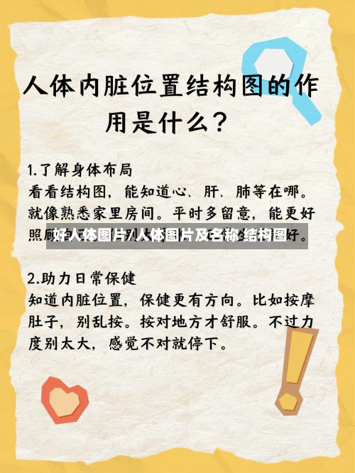 好人体图片/人体图片及名称 结构图-第1张图片
