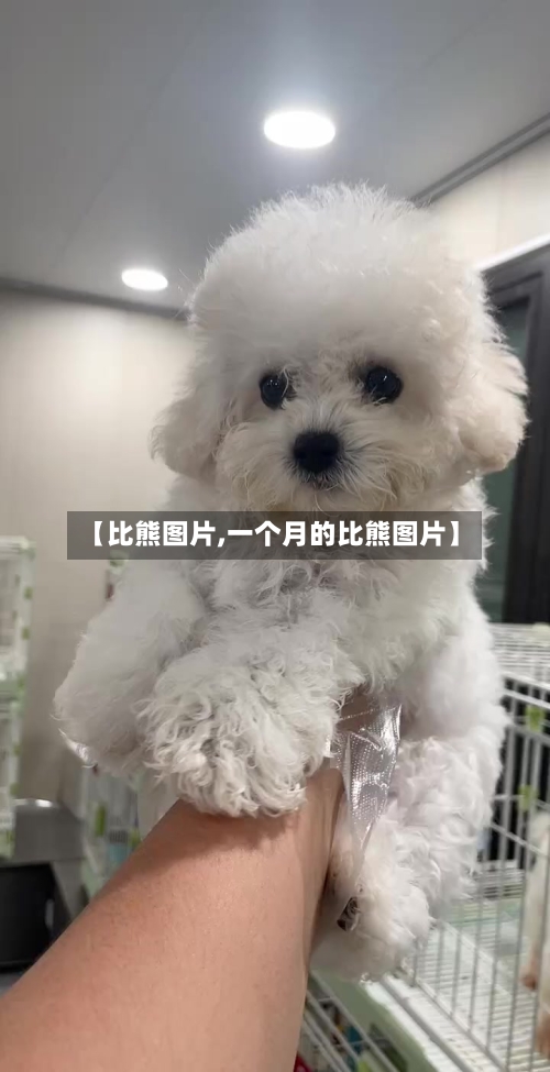 【比熊图片,一个月的比熊图片】-第1张图片